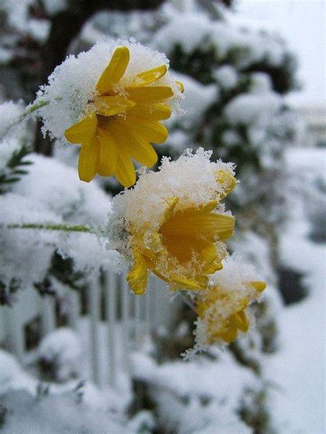 Beauty Of Frozen Flowers