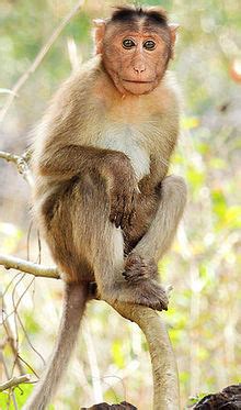 monkey simple english wikipedia   encyclopedia