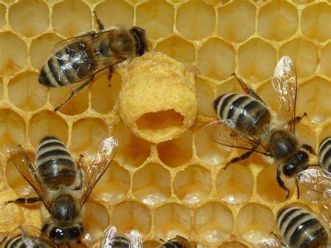 bijen  zuidlaren getroffen door vuilbroed animals today