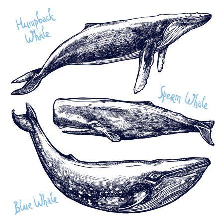 kueloenboezo kezzel rajzolt balnak ilustracion de ballenas ballenas