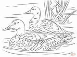 Coloring Mallard Ducks Pages Pair Duck Printable Adult Supercoloring Sheldrake Bird Drawing Drawings Elegant Unlimited Pencil Colouring Designlooter Sheets Animal sketch template