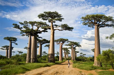 Why Are Some Of Africa S Biggest Baobab Trees Dying Off Wbur News