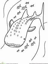 Whale Colorare Balena Squali Pesci Requins Baleines Printmania sketch template