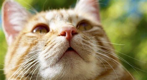 Orange Tabby Cats Facts Personality And Genetics