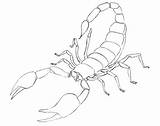 Scorpion Scorpione Colorare Scorpions Scorpioni Drawingforall Bmp Ragni Animali Printmania sketch template