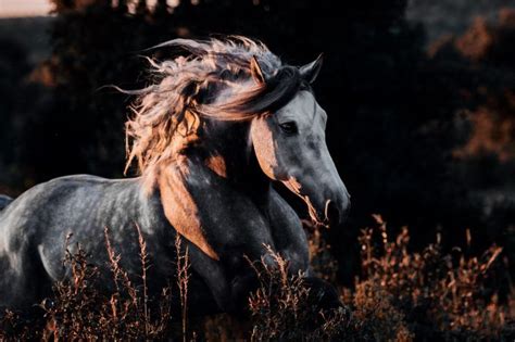 pin von roosi padar auf horses pferde pferdefotos huebsche pferde