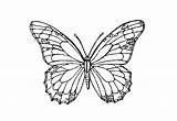 Ausmalbilder Schmetterlinge Schmetterling Malvorlagen Kinder Tiere Pfauenauge Malvorlage Kostenlose Scherenschnitt Basteln Printable Papillon sketch template