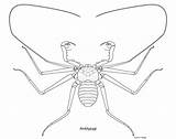 Whip Spider Amblypygi Coloring Pages Template Illustration sketch template