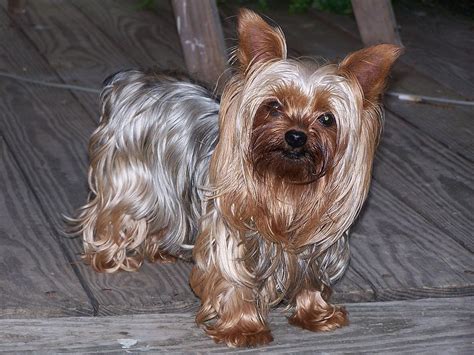 history   yorkshire terrier