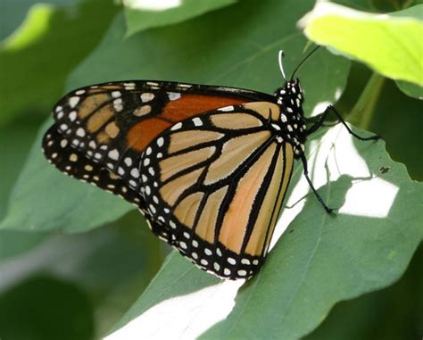 female monarch    pleasure        flickr