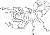 Scorpion Skorpion Escorpiones Kolorowanki Alacranes Scorpio Skorpiony Druku Animados Coloringbay Invertebrate Bestcoloringpagesforkids sketch template
