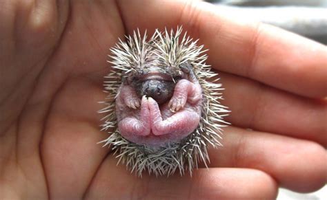 cutest   baby hedgehogs featured creature