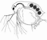 Daphnia Water Flea Coloring Transparent Pages Aquatic Template Gif Loading sketch template