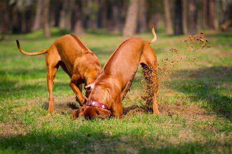 stop  dog  digging great pet care