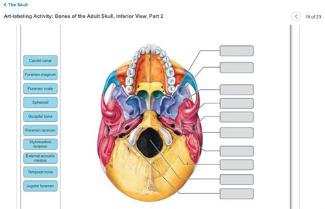 anatomy  physiology archive january   cheggcom