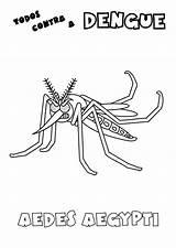 Dengue Mosquito Aedes Diversos Pintar Combate Aegypti sketch template