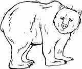 Bear Coloring Trembling Netart sketch template