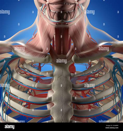 abbildung der menschlichen anatomie brust brustkorb gefaesssystem