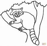 Raccoon Coloring Tree Pages Printable Supercoloring Online sketch template