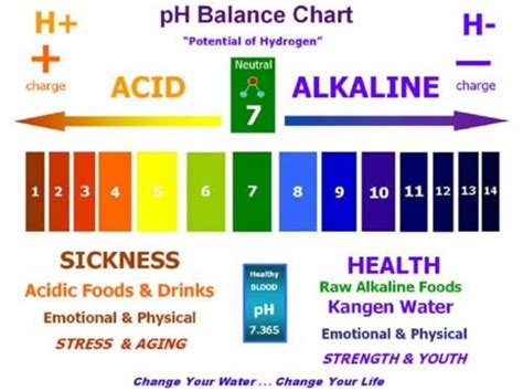 List Of Alkaline Foods The Ph Balanced Diet In5d