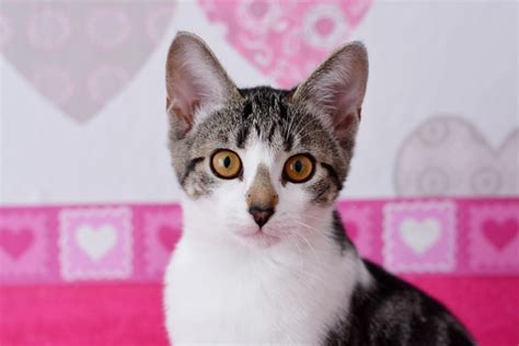 Image Of Cute Kitten With Hearts Background 【free Photo
