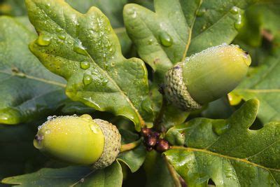 collect  plant  acorn  grow  oak tree