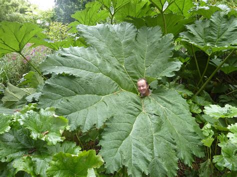 worlds largest leaf  garden  eaden