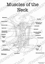 Worksheet Anatomy sketch template