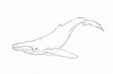 Pages Lowgif Whale Humpback sketch template