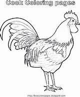 Cock Coloring Pages Chicken Printing Tutorial Bar Please Side Kids sketch template