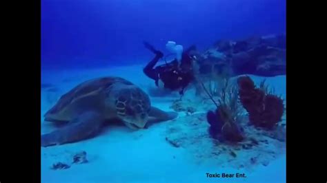 largest leatherback sea turtle  recorded