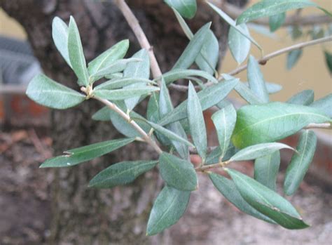 de botanie website van fred triep foto  van de olijfboom olea europea