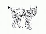 Colorear Linces Lince Iberico Salvajes Raros Anipedia Lynx sketch template