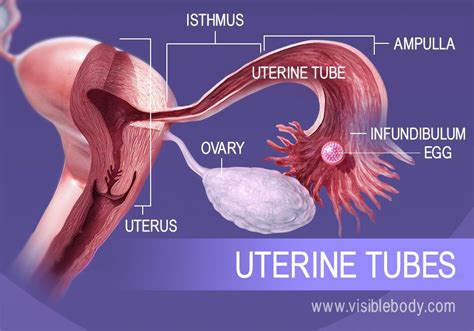 2 Egg Cells From The Ovaries Move Through The Uterine Tubes The Path