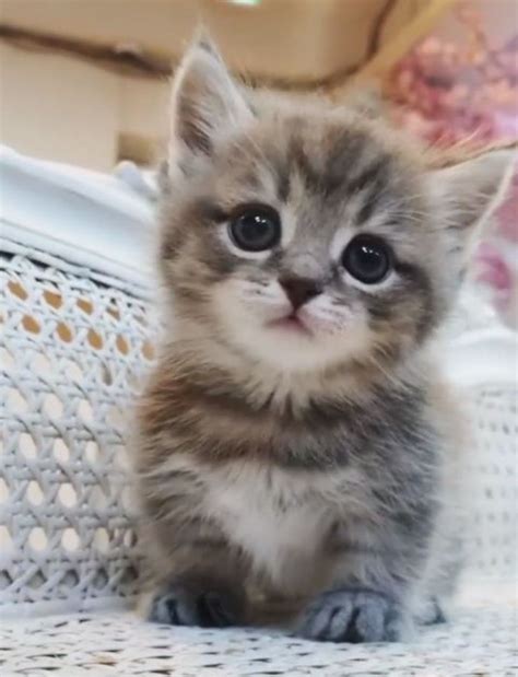pin de nikita en miau gatos bonitos gatitos lindos mascotas bonitas