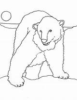 Bear Polar Coloring Drawing Face Pages Arctic Paintingvalley Drawings sketch template