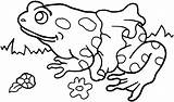 Frog Coloring Pages Girl Printable Frogs Color sketch template