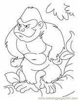 Ape Coloring Getdrawings sketch template