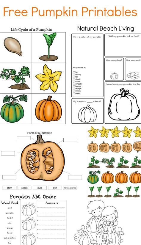 pumpkin activities  kids pumpkin lesson plans stem natural