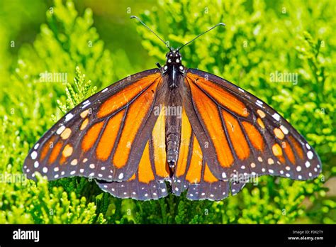 butterfly stockfotos butterfly bilder alamy