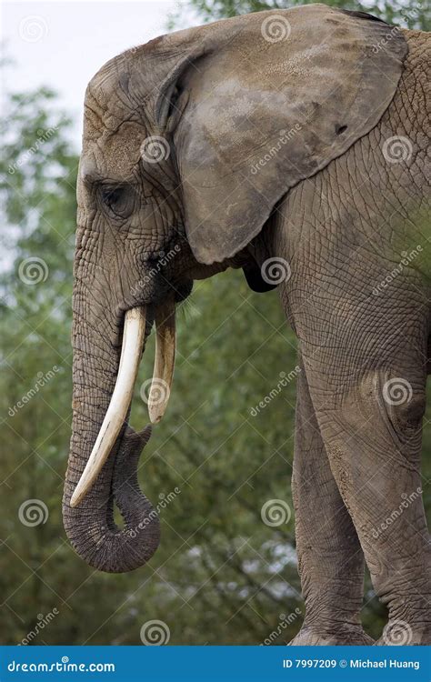 elephant head stock image image  tusk africa ivory