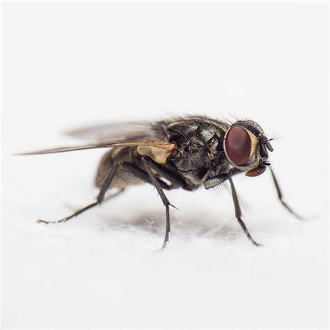 fly close  photography  black common housefly asilidae image  photo