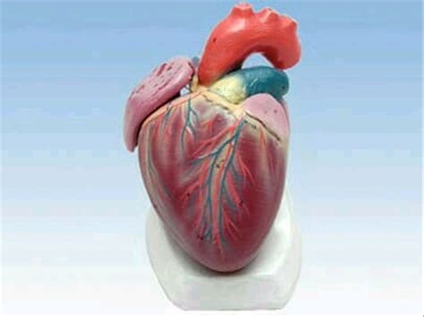 jual model jantung manusia  lapak udcarenmarluga carenlaboratorium