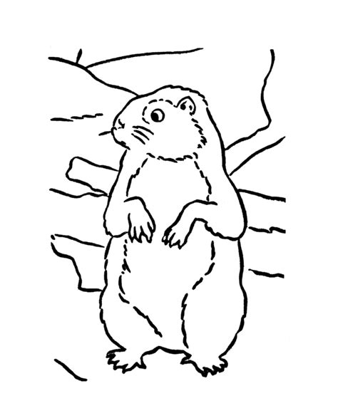 groundhog day coloring page winter weather forecast groundhog day
