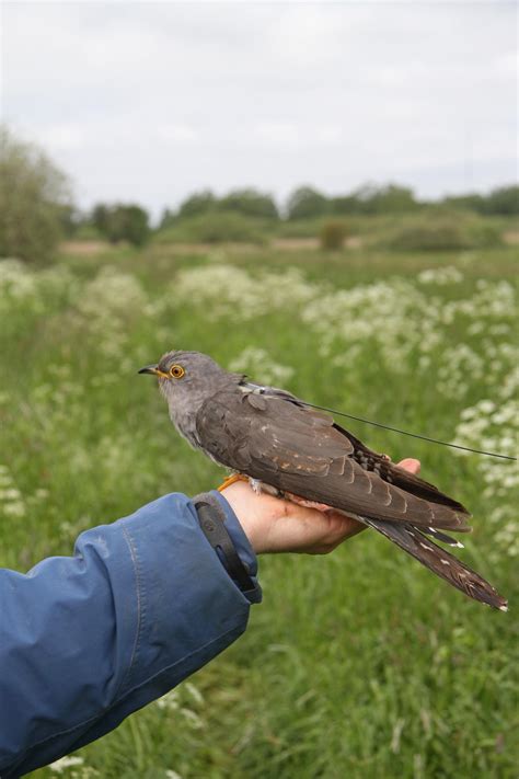 the cuckoo sheds new light on the scientific mystery of