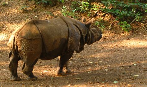 indian biodiversity talks poachers chop   horn    rhino