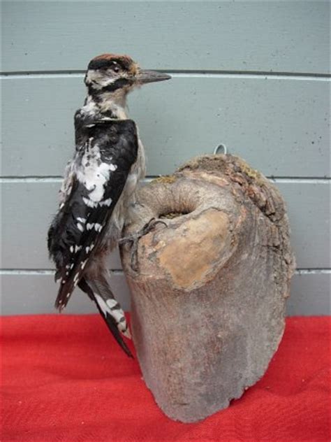 vintage stufed woodpecker taxidermy