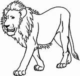 Lion Clipart African Outline Cliparts Coloring Library sketch template