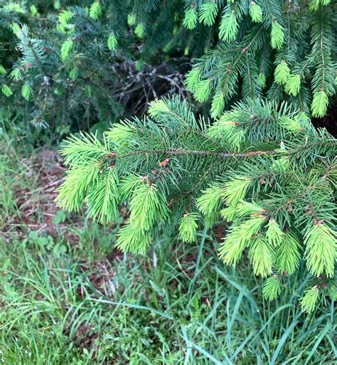 fresh douglas fir tips organic doug fir needles   etsy