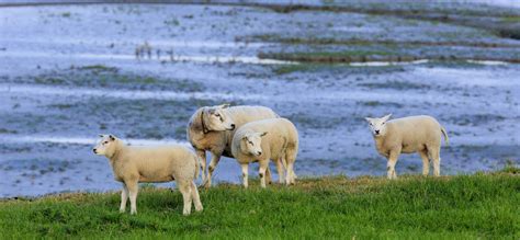 kom schapen en lammetjes kijken  het heggengebied natuurmonumenten